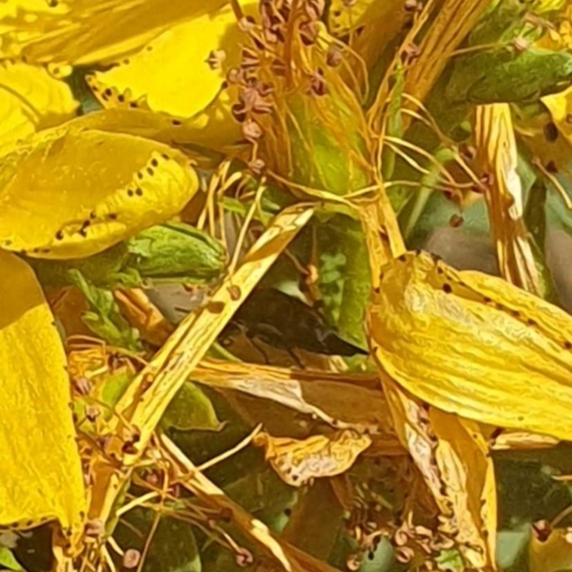 Pollinator Survey - Black Mountain Peninsula