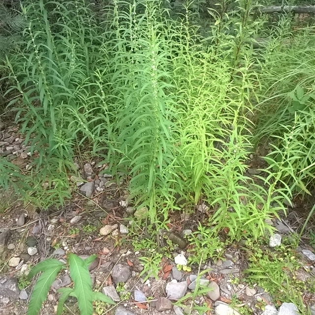 Noorinbee North Our family nature farm –NatureMapr sightings' import (template 2025 Jan 26th) DD MM YY 24Hr time