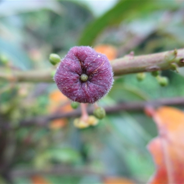 NatureMapr sightings import (template 2025 May 2nd) Glochidion sumatranum Miq. (1861) Kubirri [Mossman] area