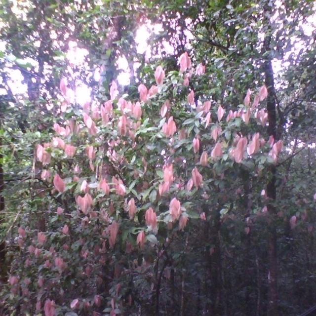 NatureMapr sightings import (template 2025 May 8th) Arytera pauciflora 2014 May 6th raised walkway side near beach, in bright pink new growth