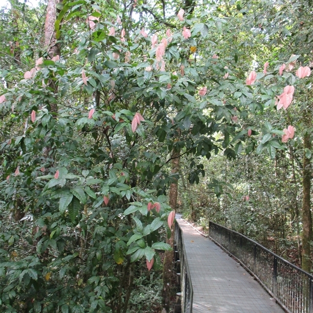 NatureMapr sightings import (template 2025 May 8th) Arytera pauciflora 2015 Mossman Gorge in bright pink new growth and flowering, raised walkway side near beach