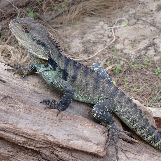 Gippsland Water Dragon significant