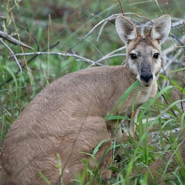 Sightings imported from ALA.