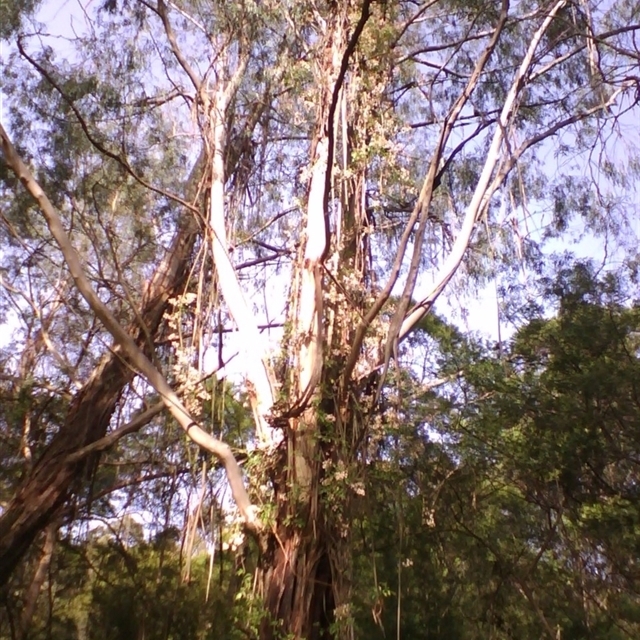 2025 NatureMapr sightings import (template May 19th) 2009 Sept 12th Pandorea pandorana and  Euc elata