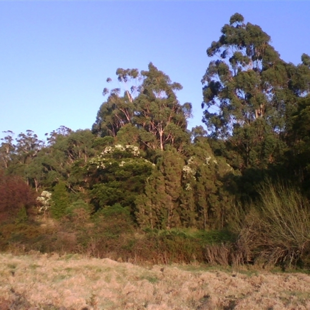 2009 Sept 16 sightings of Mel eric, Clem glyc, Acac mela, etc. Nature Farm (import template and import) 2025 May 23rd