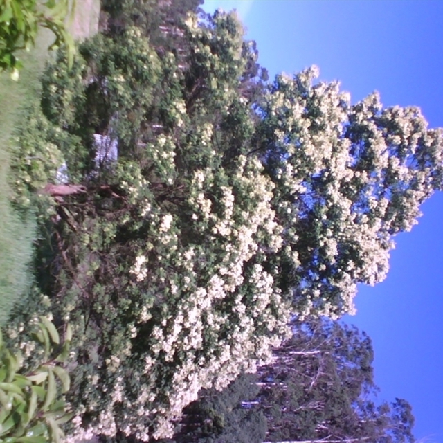 2009 Nov. 7th Acac mearnsii and Pitt undu nature farm regeneration (paddock) (import template and import) 2025 May 23rd