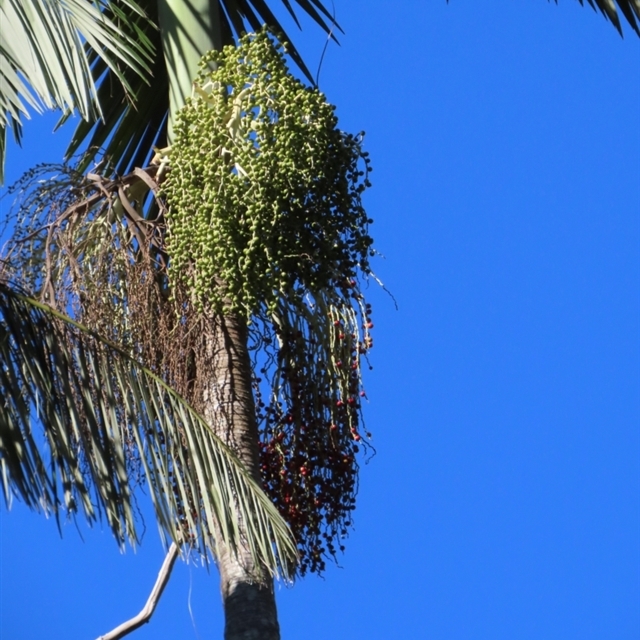 Palms' taxa across Au and as in NatureMapr taxonomy (incl native and naturalised