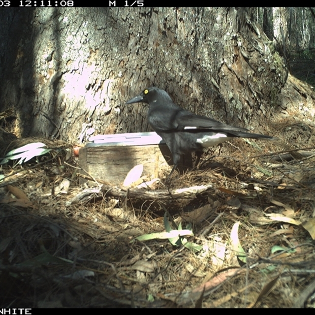 Land Libraries Survey - LLC6