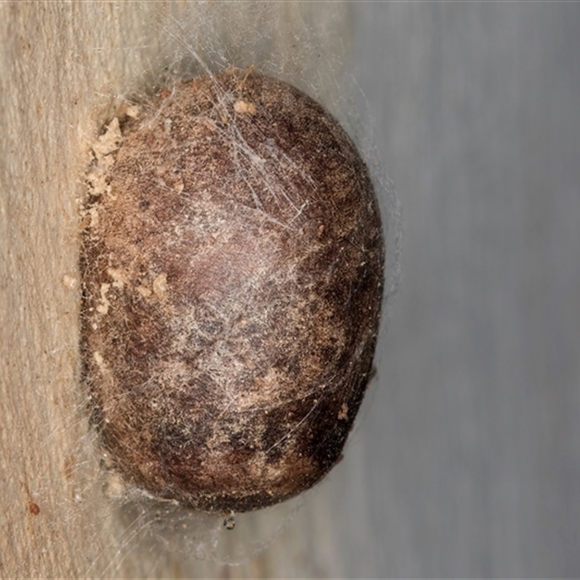 Collected IMMATURE insects