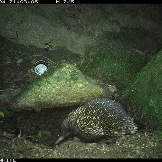 Land Libraries Survey - LLC31