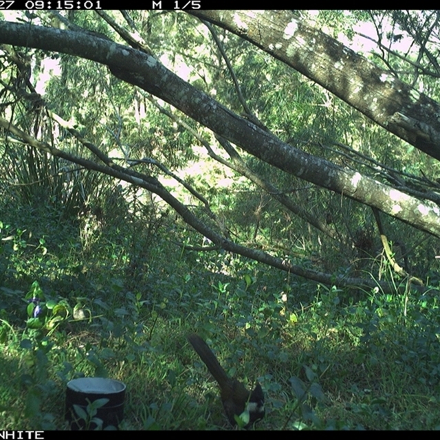 Land Libraries Survey - LLC35 LLC36