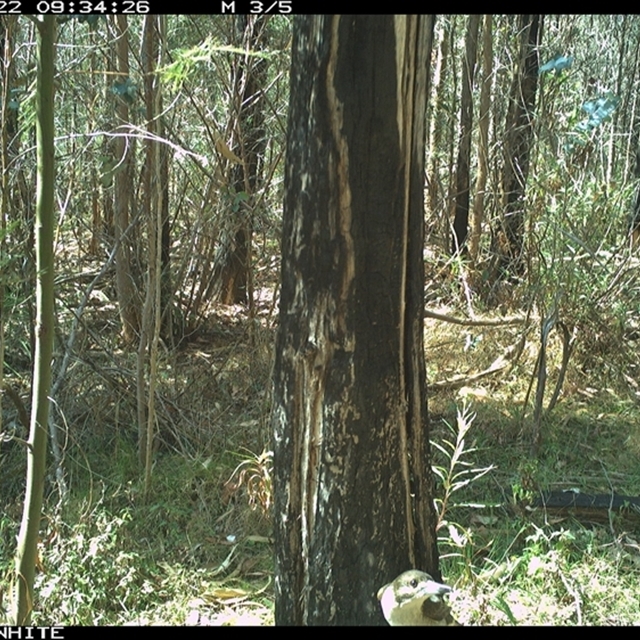 Land Libraries Survey - LLC39