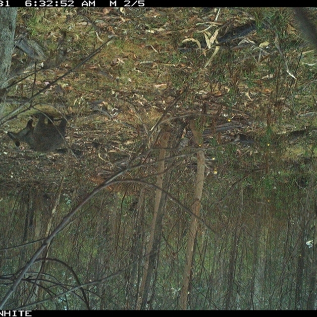 Land Libraries Survey - LLC40