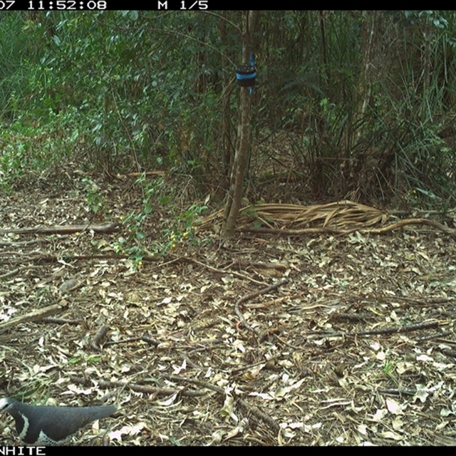 Land Libraries Survey - LLC46