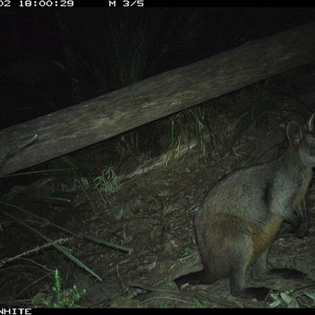 Land Libraries Survey - LLC52