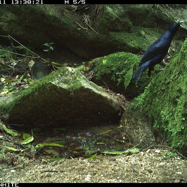 Land Libraries Survey - LLC31