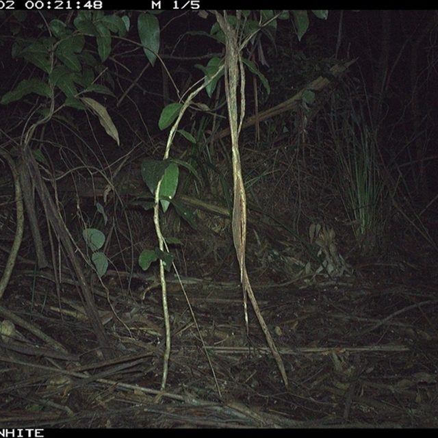 Land Libraries Survey - LLC63_64