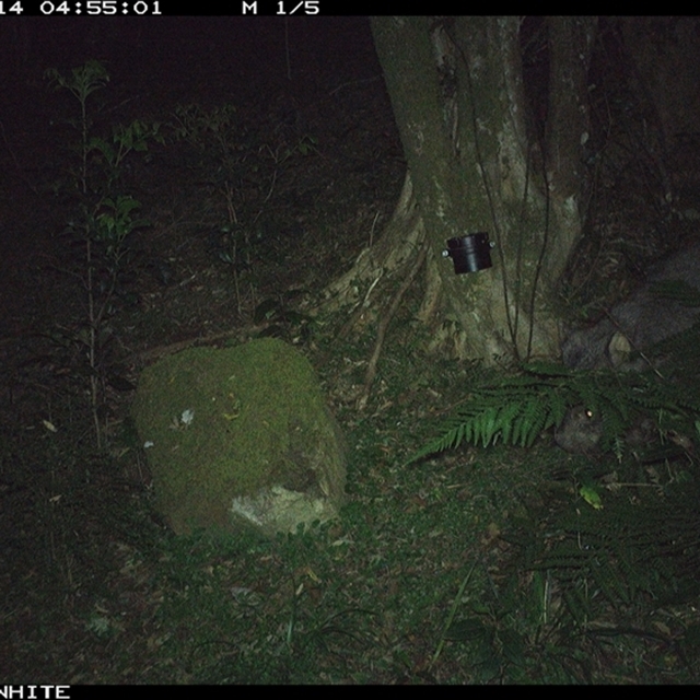 Land Libraries Survey_Glengariff_Cato_LLC65_66