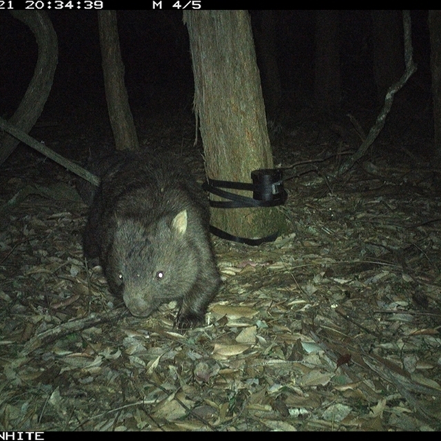 Land Libraries Survey - LLC73_74