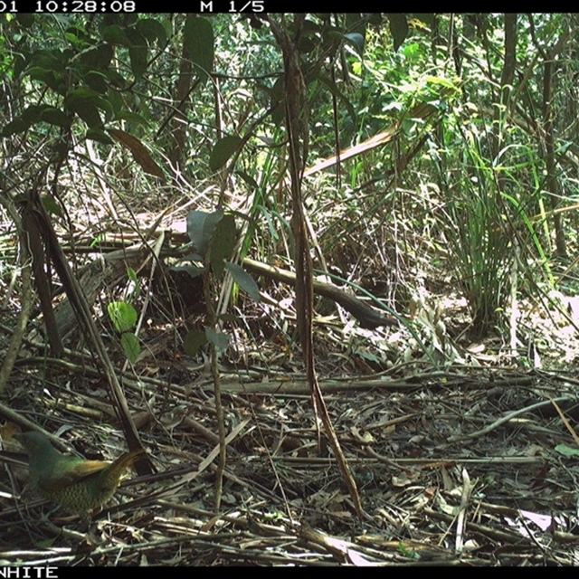 Land Libraries - LLC63_64