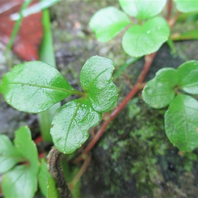Au Rain forest Plants, including phenology basic info –