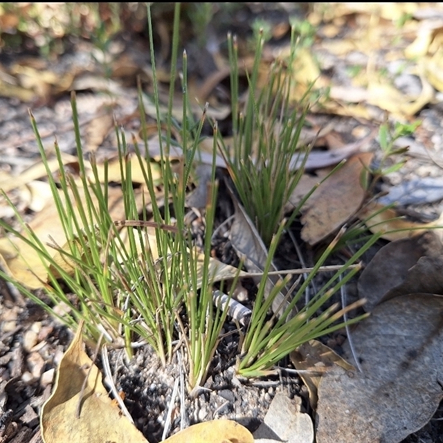 Lomandra taxa –especially interesting to identify and perhaps unusual and rare