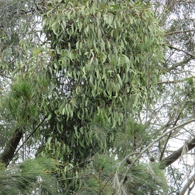 2016 Dec. 10th Heathland Sanctuary beside Bay Road vascular plants survey i did.