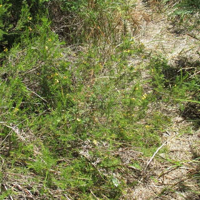 NatureMapr sightings import (template 2025 07 July 16th) 2016 Dec. 10th Heathland Sanctuary beside Bay Road vascular plants survey i did 2025 July 17 Dillwynia glaberrima (missed)
