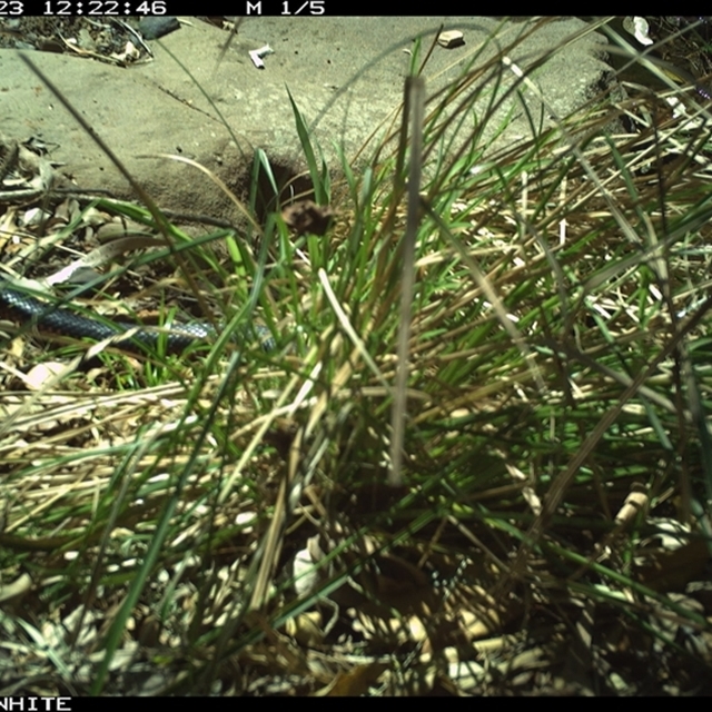 Land Libraries - LLC61_62