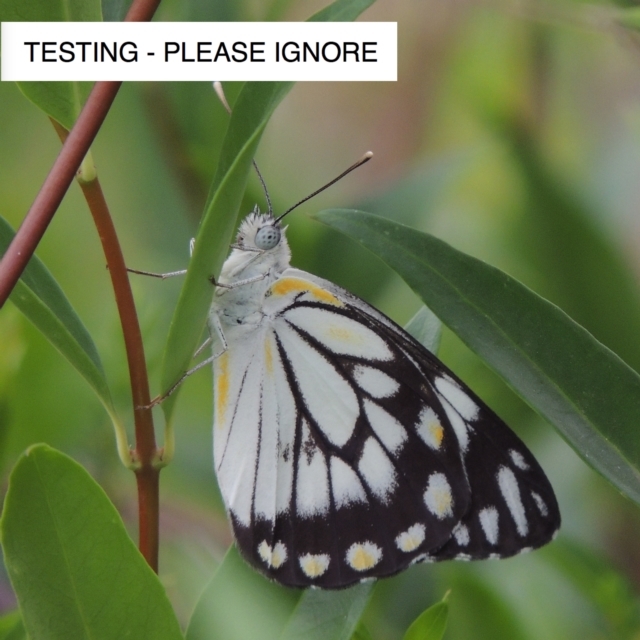 Michael Bedingfield's Test Sightings / Temporary / To be delated later