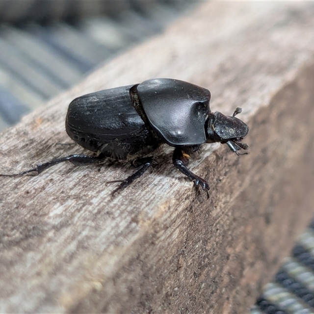 ACT Dung Beetles