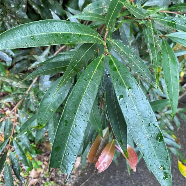 My Trip to Far North Queensland in 2025