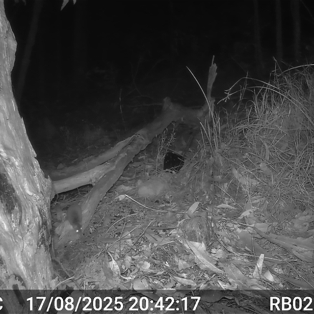 Bucketty_RB02-202509