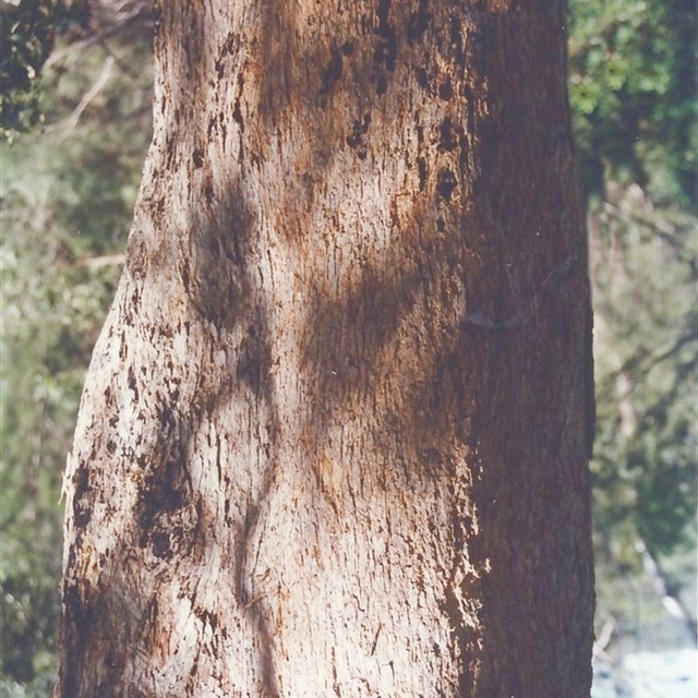 Angophoras & Corymbias of Shannondale