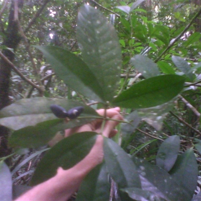 Sightings import Jinkalmu-ji [Mossy Gorge] 2014 March 5th at 2025 Nov. 15th