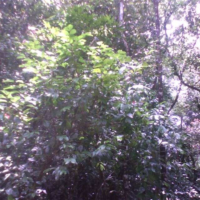 Sightings import Jinkalmu-ji [Mossy Gorge] 2014 March 13th at 2025 11 Nov. 16th results results