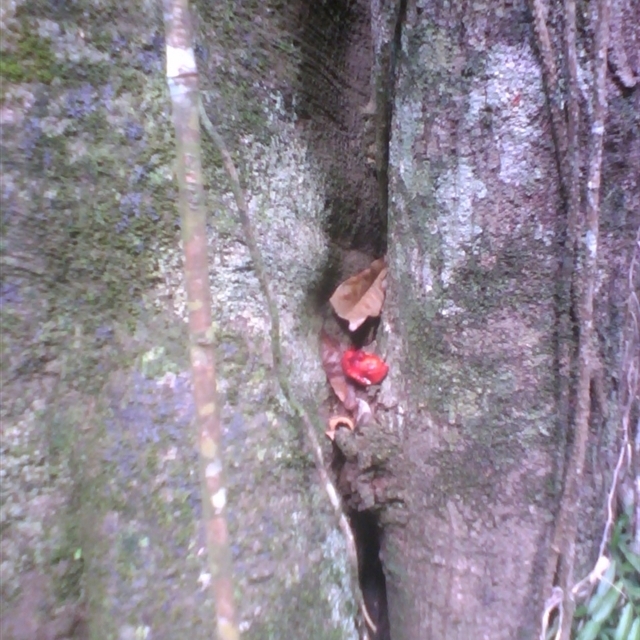 Sightings import Jinkalmu-ji [Mossy Gorge] 2014 March 18th–29th, as at 2025 Nov. 16th