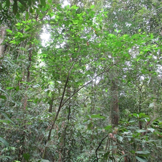 NatureMapr sightings import (template1 2025 Dec 17) Ficus leptoclada rest of my sightings in Mossman Gorge