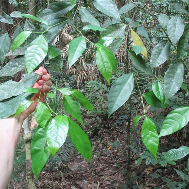 NatureMapr sightings import (template1 2025 Dec 17) Ficus leptoclada 1 that was skipped in the last import of my sightings in Mossman Gorge