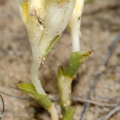 Pterostylis sp. (A Greenhood) at Tianjara, NSW - 24 Mar 2013 by AlanS