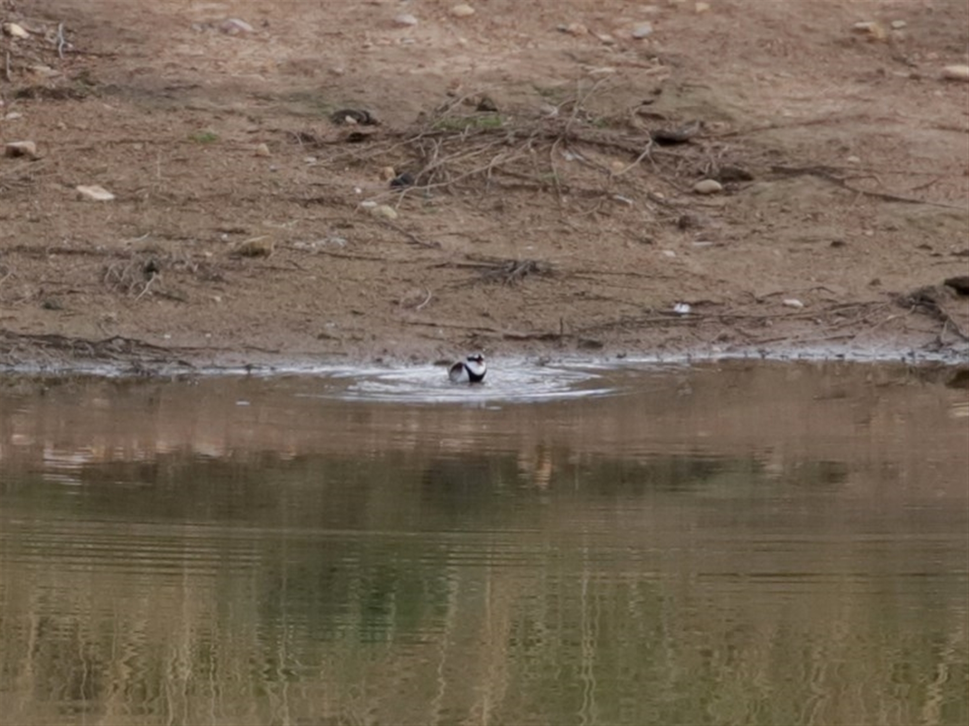 Thinornis melanops at Gordon, ACT - 22 Jun 2020 01:50 PM