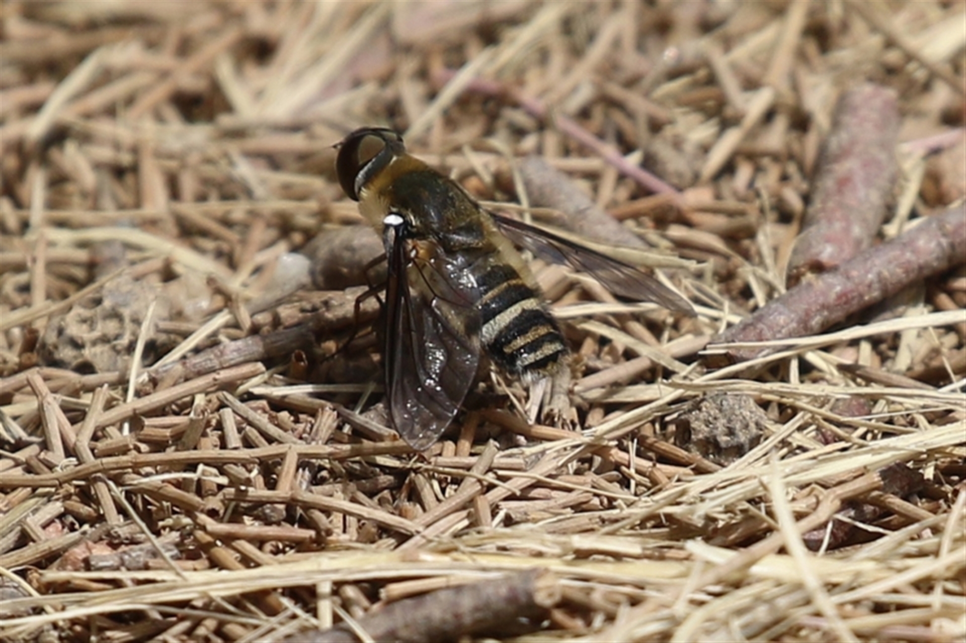 Villa sp. (genus) at Fadden, ACT - 21 Feb 2022 01:50 PM