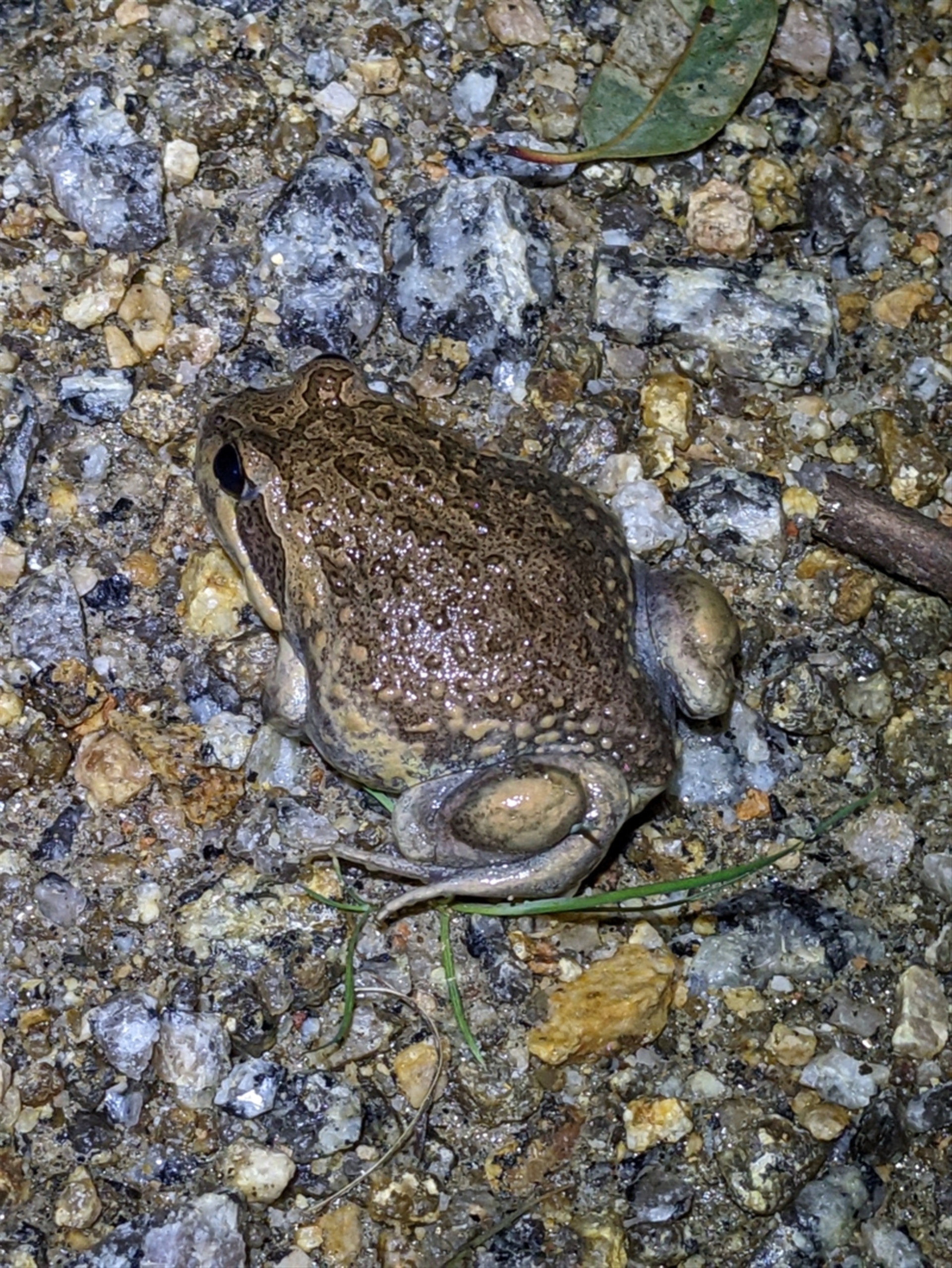 Limnodynastes dumerilii at Gateway Island, VIC - 22 Sep 2022 08:41 PM