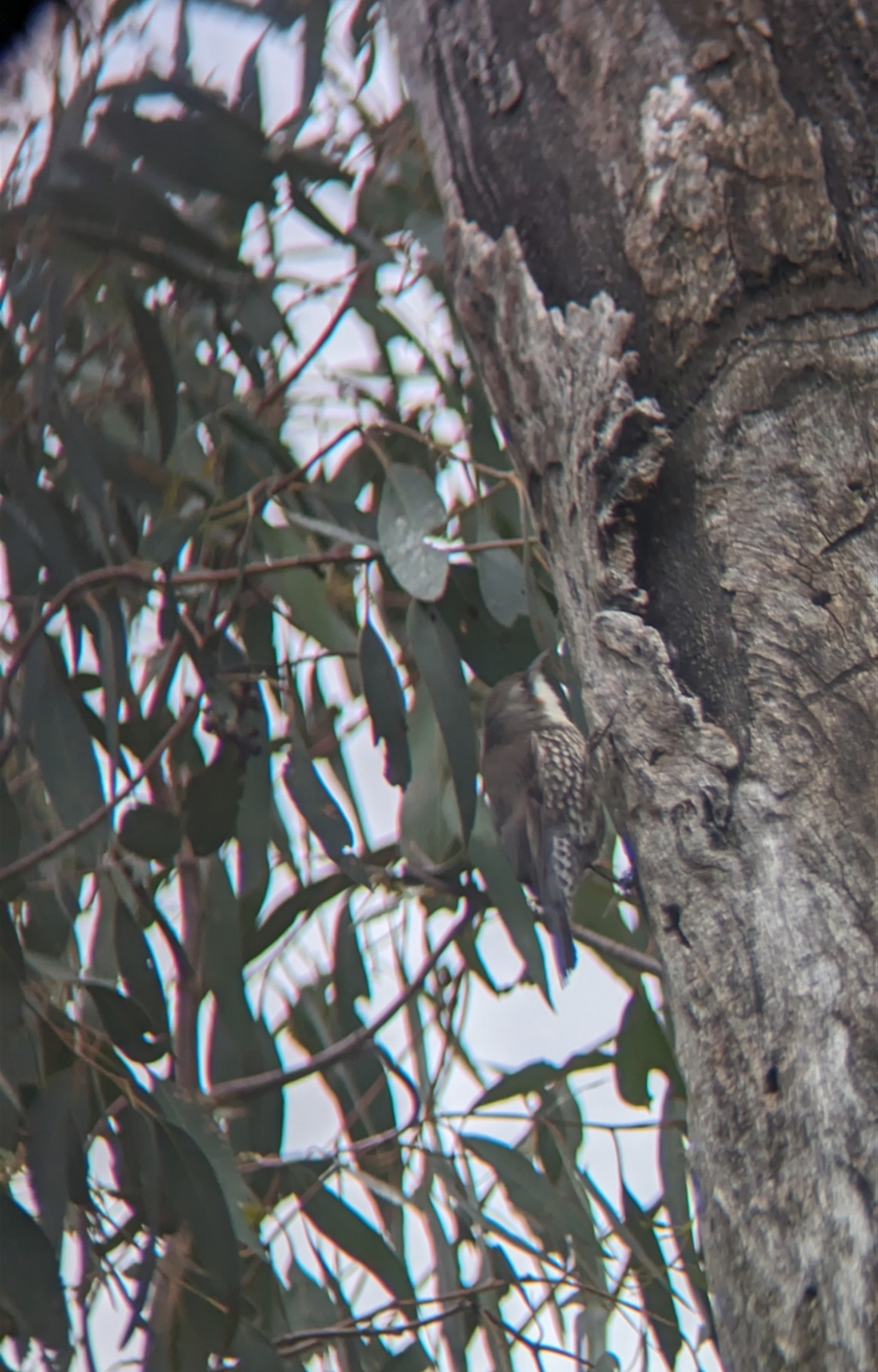 Cormobates leucophaea at Holbrook, NSW - suppressed