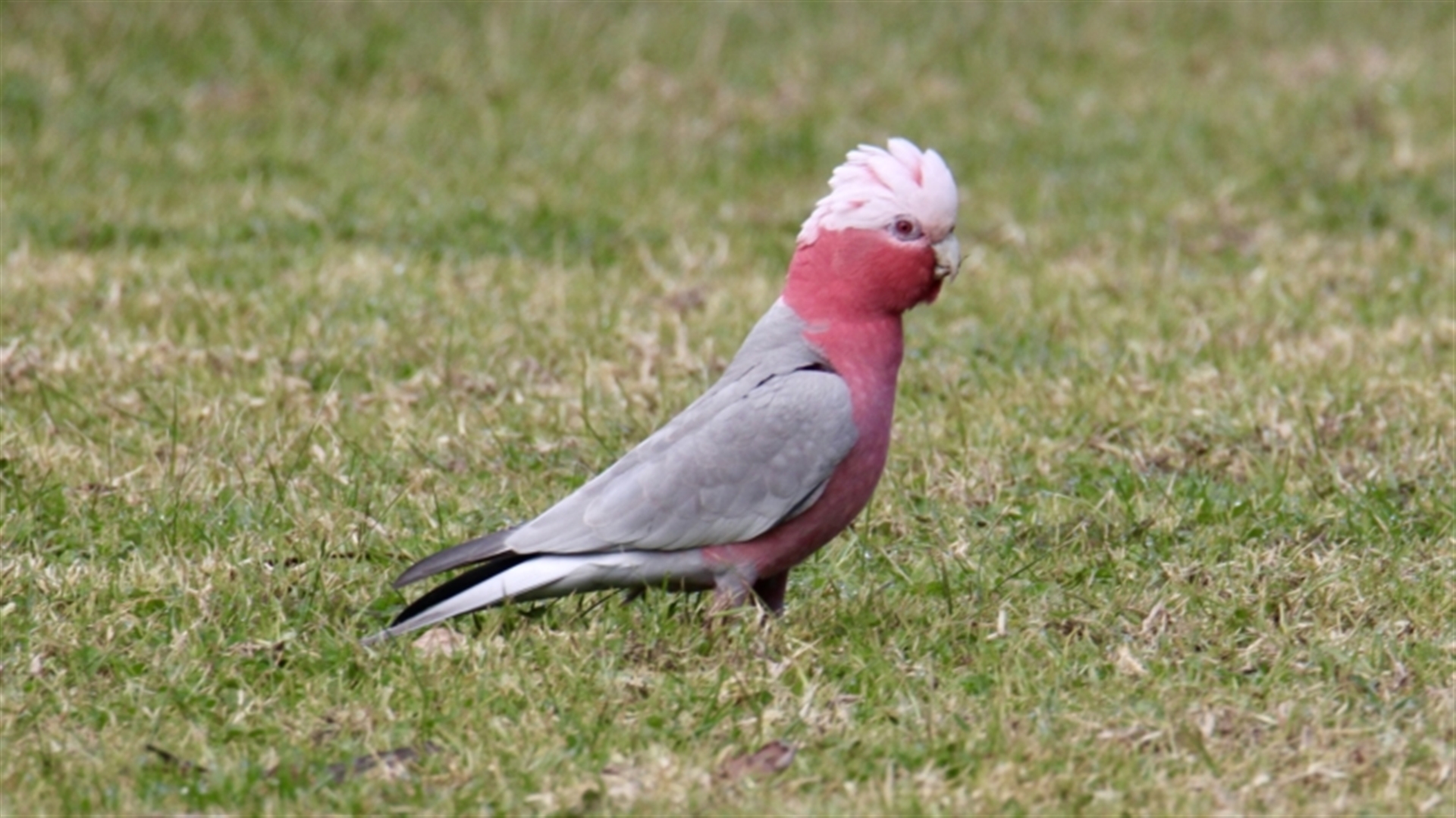 Eolophus roseicapilla at Burrumbuttock, NSW - 30 Jul 2023 01:16 PM