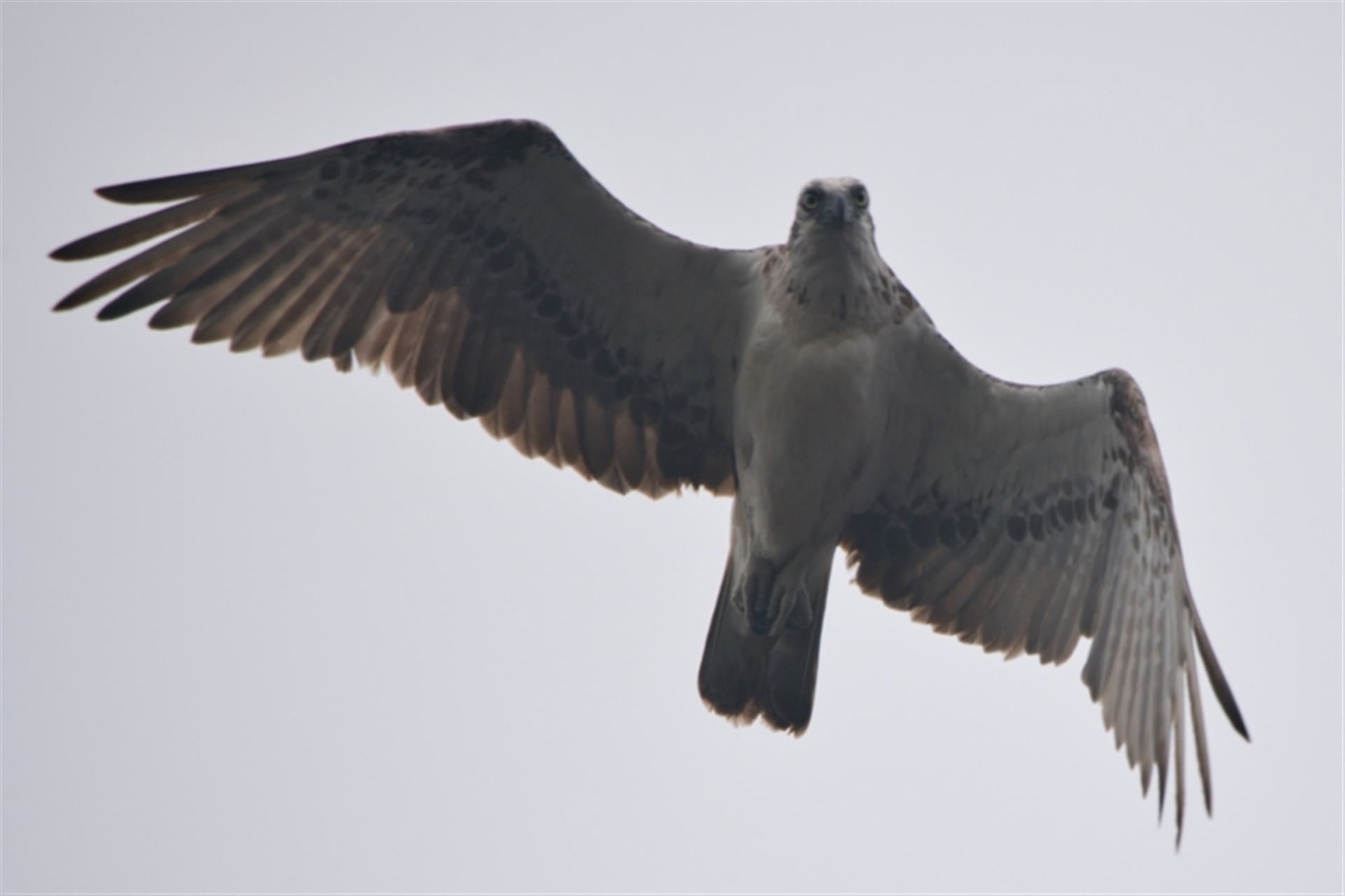 Pandion haliaetus at Brunswick Heads, NSW - suppressed