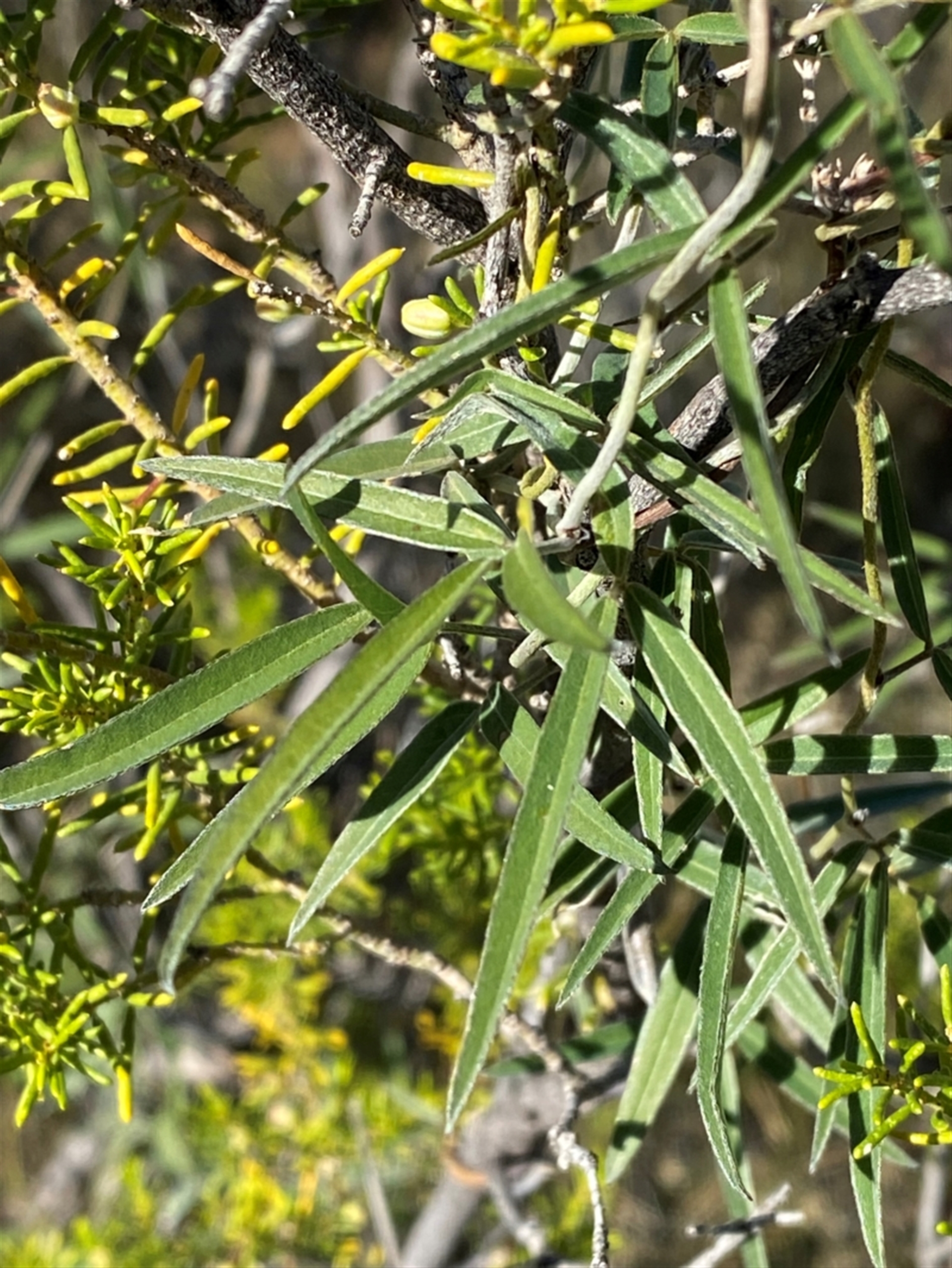 Glycine canescens at Gunderbooka, NSW - 25 Jun 2024 09:48 AM