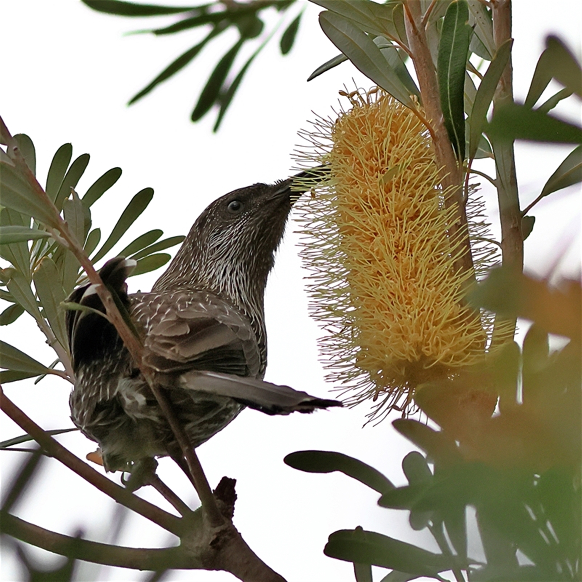 Anthochaera chrysoptera at Burrill Lake, NSW - 16 Sep 2024 03:18 PM