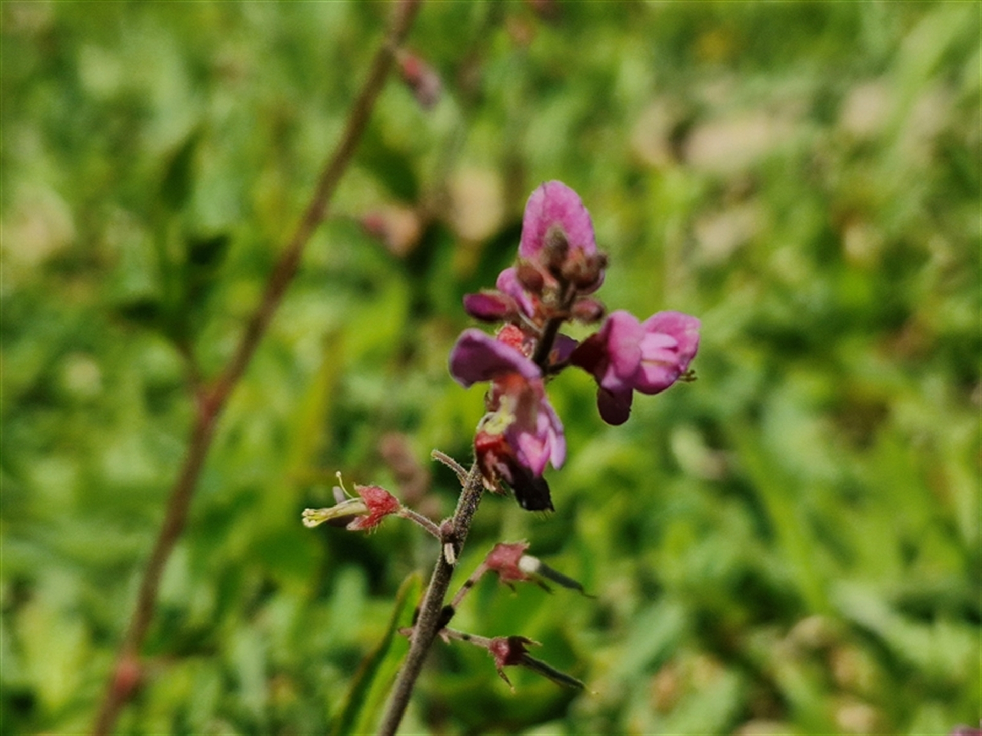 Desmodium incanum at Moreton Island, QLD - 25 Sep 2024 12:12 PM