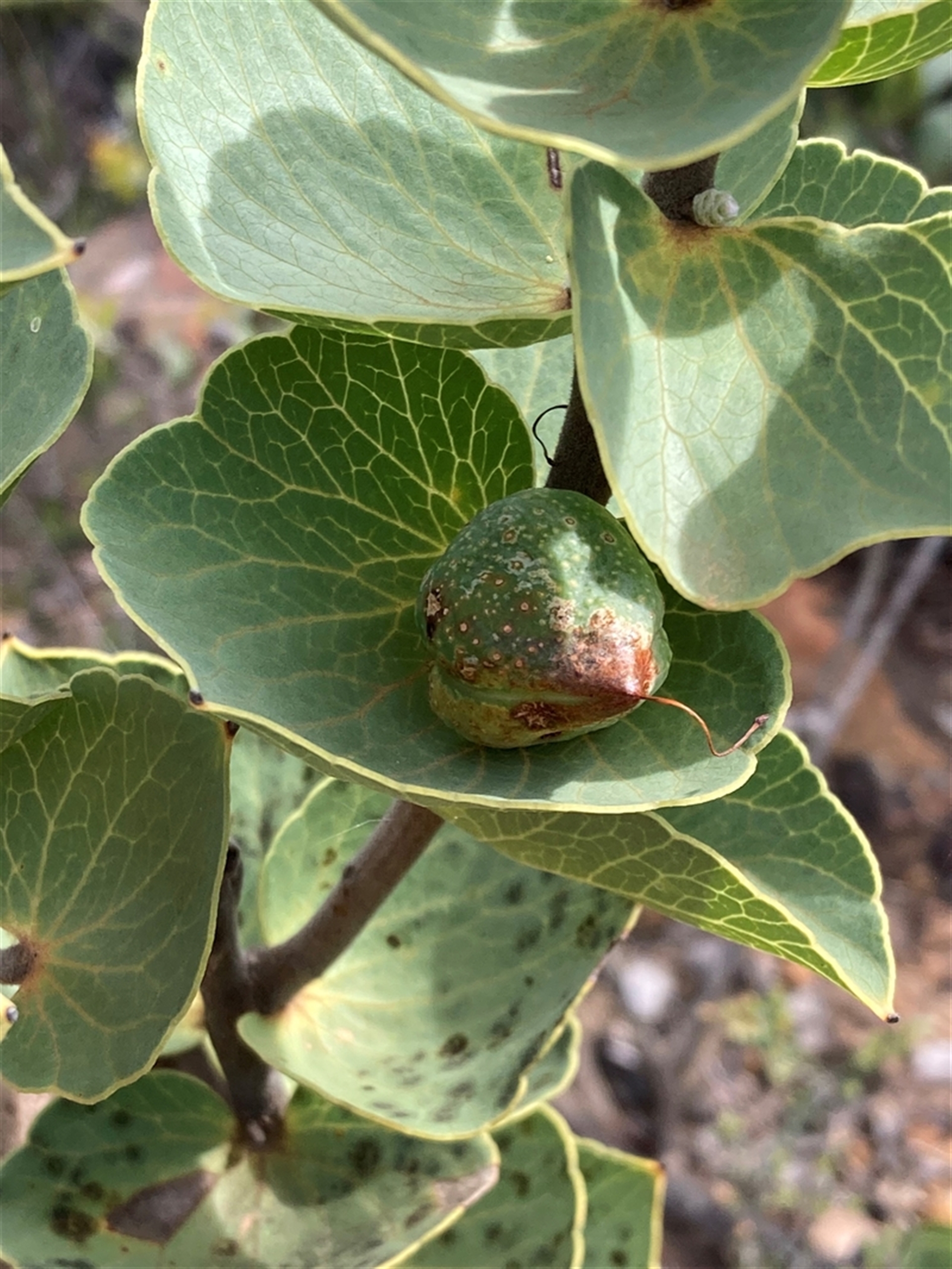 Hakea cucullata at Stirling Range National Park, WA - 22 Oct 2024 02:16 PM